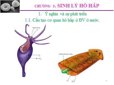 Bài giảng Sinh lý động vật - Chương 3: Sinh lý hô hấp