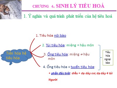 Bài giảng Sinh lý động vật - Chương 4: Sinh lý tiêu hóa