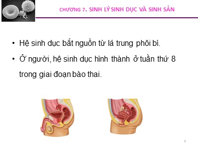 Bài giảng Sinh lý động vật - Chương 7: Sinh lý sinh dục và sinh sản