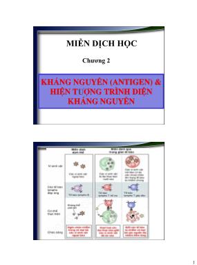 Bài giảng Miễn dịch học - Chương 2: Kháng nguyên và hiện tượng trình diện kháng nguyên