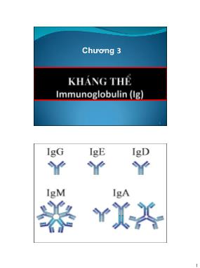 Bài giảng Miễn dịch học - Chương 3: Kháng thẻ Immunoglobulin