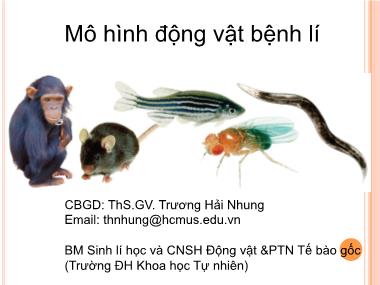 Bài giảng Mô hình động vật bệnh lý