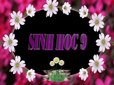 Bài giảng Sinh học 9 - Tiết 11, Bài 11: Phát sinh giao tử và thụ tinh