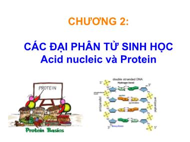 Bài giảng Sinh học phân tử - Chương 2: Các đại phân tử Sinh học Acid nucleic và Protein