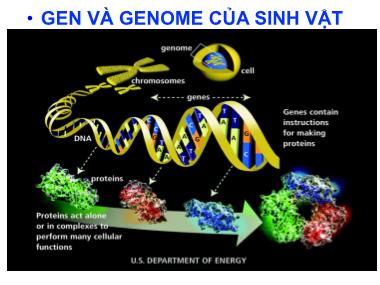 Bài giảng Sinh học phân tử - Chương 3: Gen và Genome của sinh vật