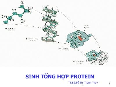 Bài giảng Sinh tổng hợp protein - Đỗ Thị Thanh Thúy