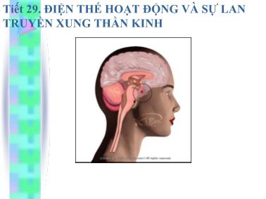 Giáo trình Di truyền học - Tiết 29: Điện thế hoạt động và sự lan truyền xung thần kinh