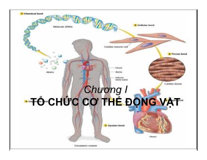 Giáo trình Sinh học động vật - Chương 1: Tổ chức cơ thể động vật