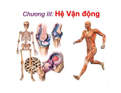 Giáo trình Sinh học động vật - Chương 4: Hệ vận động