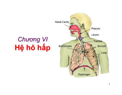 Giáo trình Sinh học động vật - Chương 6: Hệ hô hấp