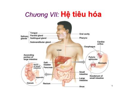 Giáo trình Sinh học động vật - Chương 7: Hệ tiêu hóa