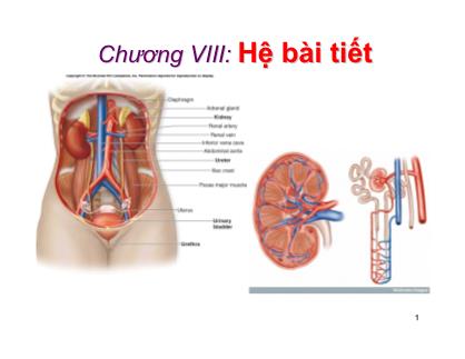 Giáo trình Sinh học động vật - Chương 8: Hệ bài tiết