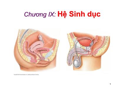 Giáo trình Sinh học động vật - Chương 9: Hệ sinh dục