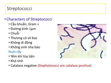 Giáo trình Streptococci